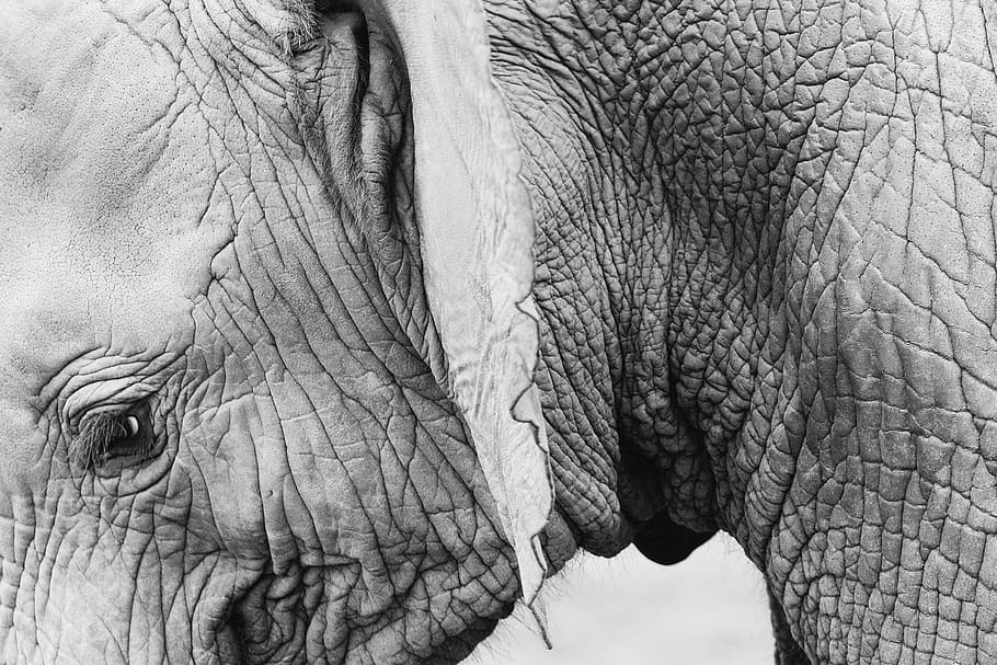elefante, animais, preto e branco, temas animais, um animal, animal, parte do corpo animal, animais na natureza, vida selvagem animal, close-up
