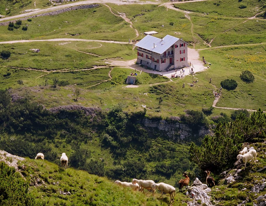 refuge, scalorbi, mountain, hiking, prato, sheep, capra, animal, grass, green
