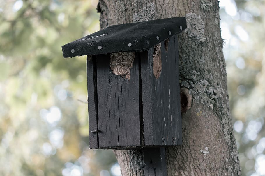 aviary, nesting box, nature conservation, bird feeder, tree, nesting place, shelter, breed, einflugloch, treehouse