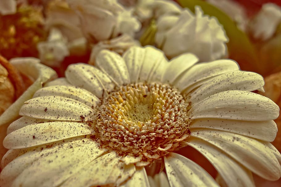 gerbera, daisy, flower, plant, petal, heart, wilting, withering, close-up, freshness