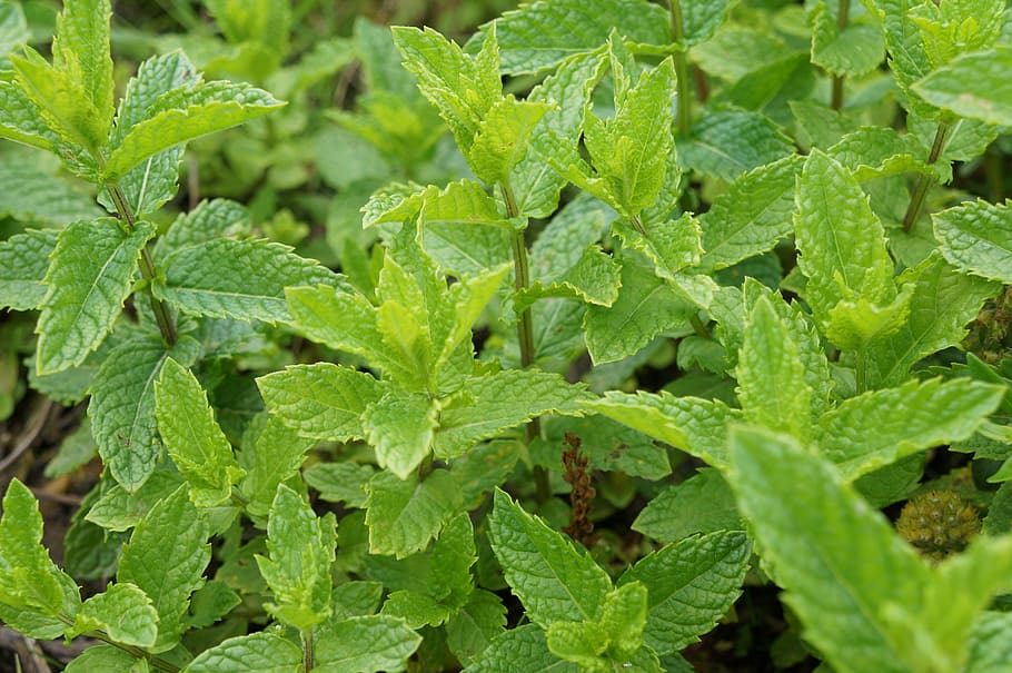 green plant leaf, peppermint, green, mint, leaves, garden, herbs, nature, aroma, herbal plant