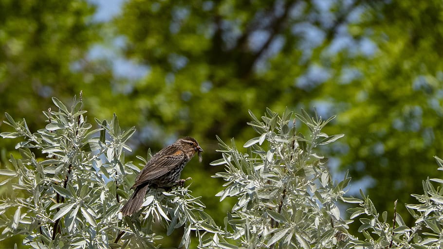 female, redwing blackbird, with insect, perch, wildlife, brown, sitting, bird, winnipeg, feather
