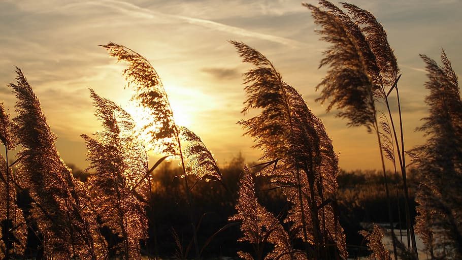 puesta de sol, juncos, luz, paisaje, contra el día, crecimiento, naturaleza, planta de cereales, agricultura, cultivo