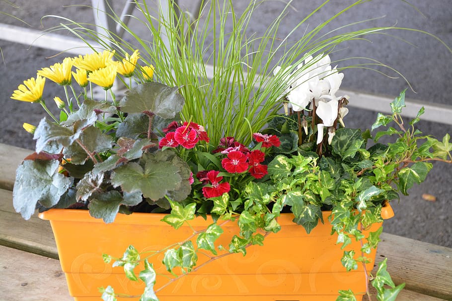 花, 植物, 鉢, ジャルディニエール, 花の組成, カーネーション赤, 開花植物, 成長, 自然の美しさ, 鮮度