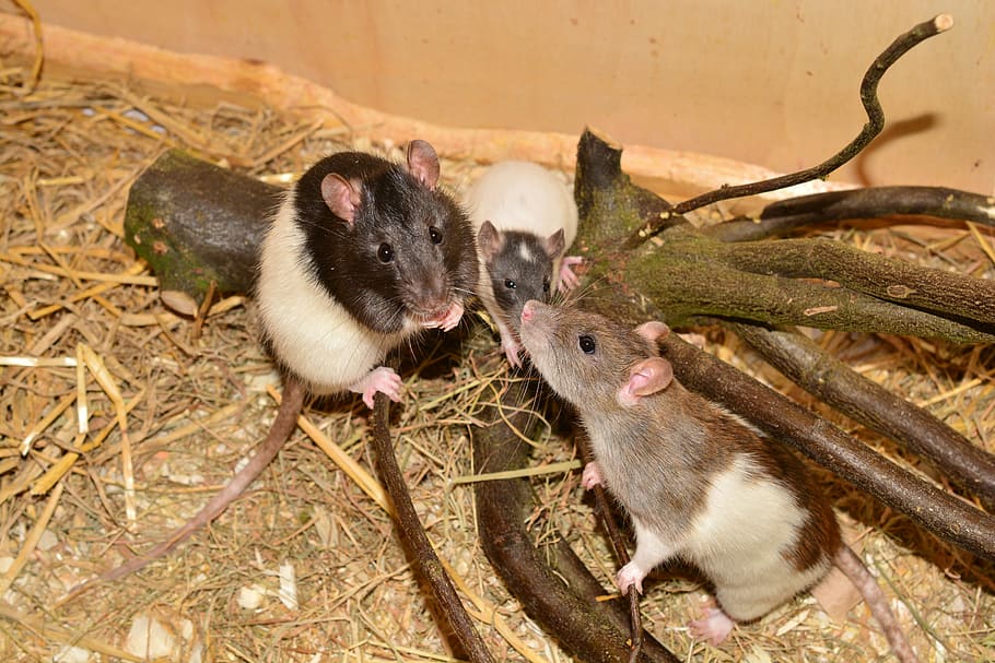 rat, animal, rodent, color rat, rattus norvegicus forma domestica, family, mammal, cute, small, pets