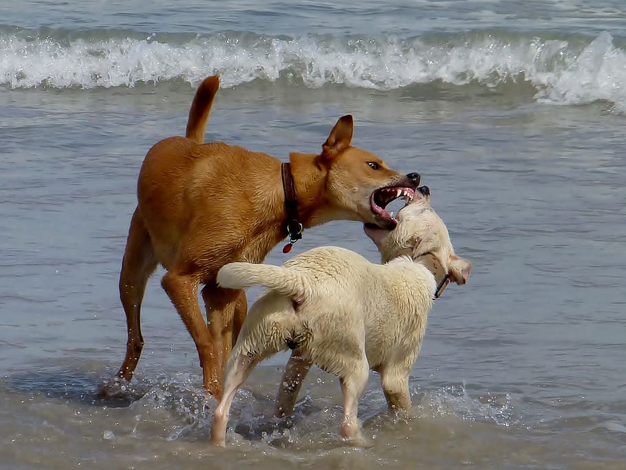 dua, coklat, putih, anjing, bermain, pantai, kejar-kejaran, penawaran, gigitan, berdebat