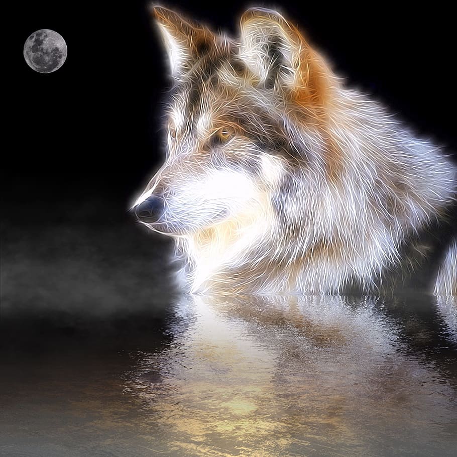 wolf, mirroring, water, reflection, moon, fog, animal, one animal, animal themes, mammal