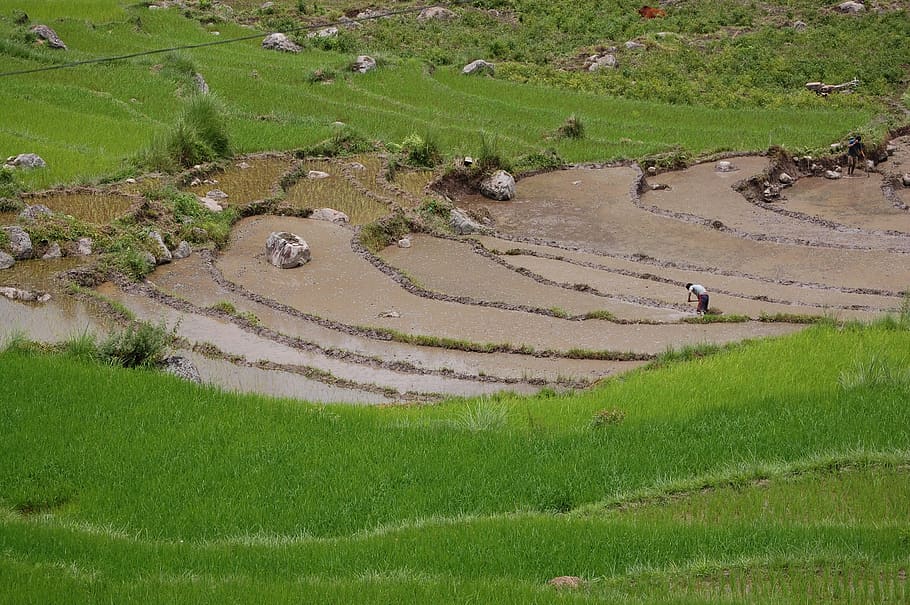 bhutan, rice paddy, asia, land, field, landscape, agriculture, plant, environment, scenics - nature