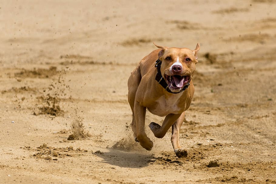 dog, runs, dog racing, dog runs, wildlife photography, action, pet photography, greyhound racing, hundesport, sport