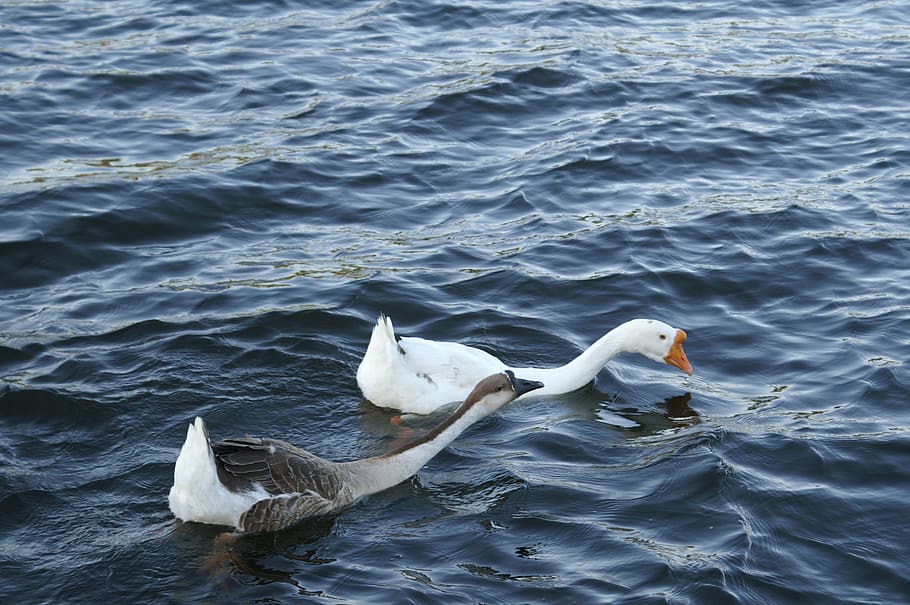 goose, geese, white, brown, chinese, water, pair, nature, swim, swimming