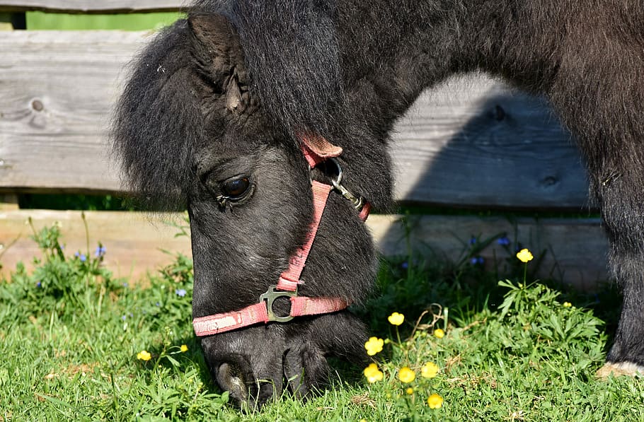 donkey eating grass, horse, pony, mane, black, small horse breed, seahorses, cute, animal, small horse