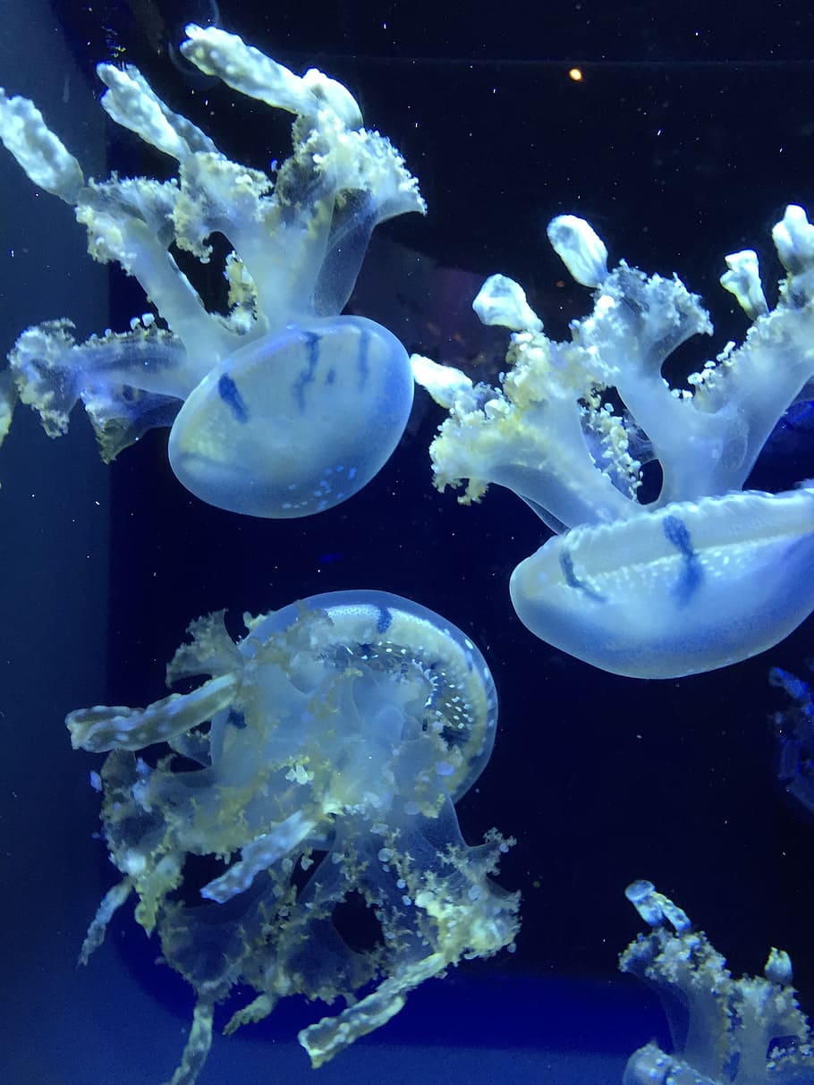 ocean, jellyfish, blue, underwater, nature, marine, aquatic, tropical, water, animal themes