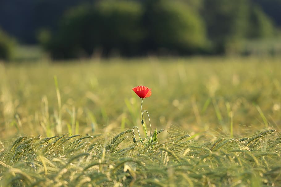 single red poppy, field, evening, golden hour, nature, outdoor, plant, growth, selective focus, red