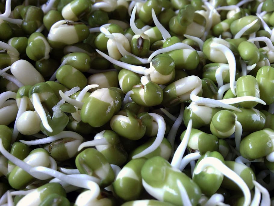 closeup, beansprout, seed, grain, plant, bean sprouts, nuts, peas, green beans, sapling