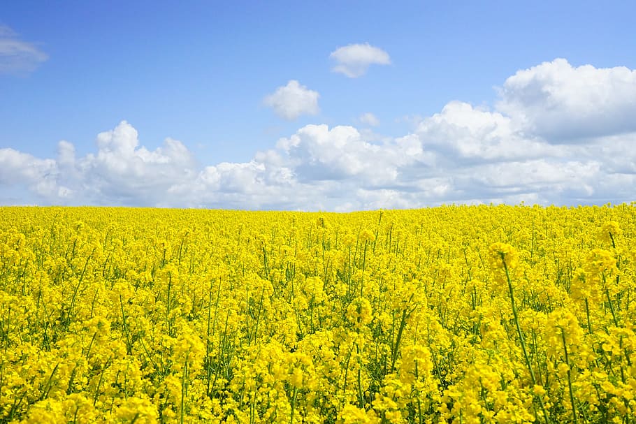 yellow, rapeseed flowering field, daytime, flower, field, cloudy, sky, field of rapeseeds, oilseed rape, blütenmeer