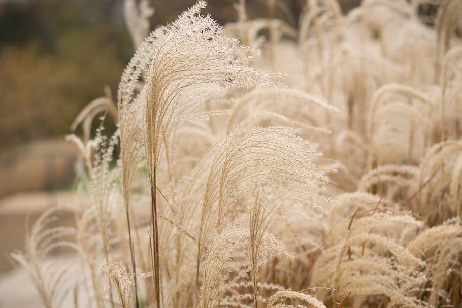 pampas grass, brown, fall, plant, selective focus, nature, agriculture, growth, day, field
