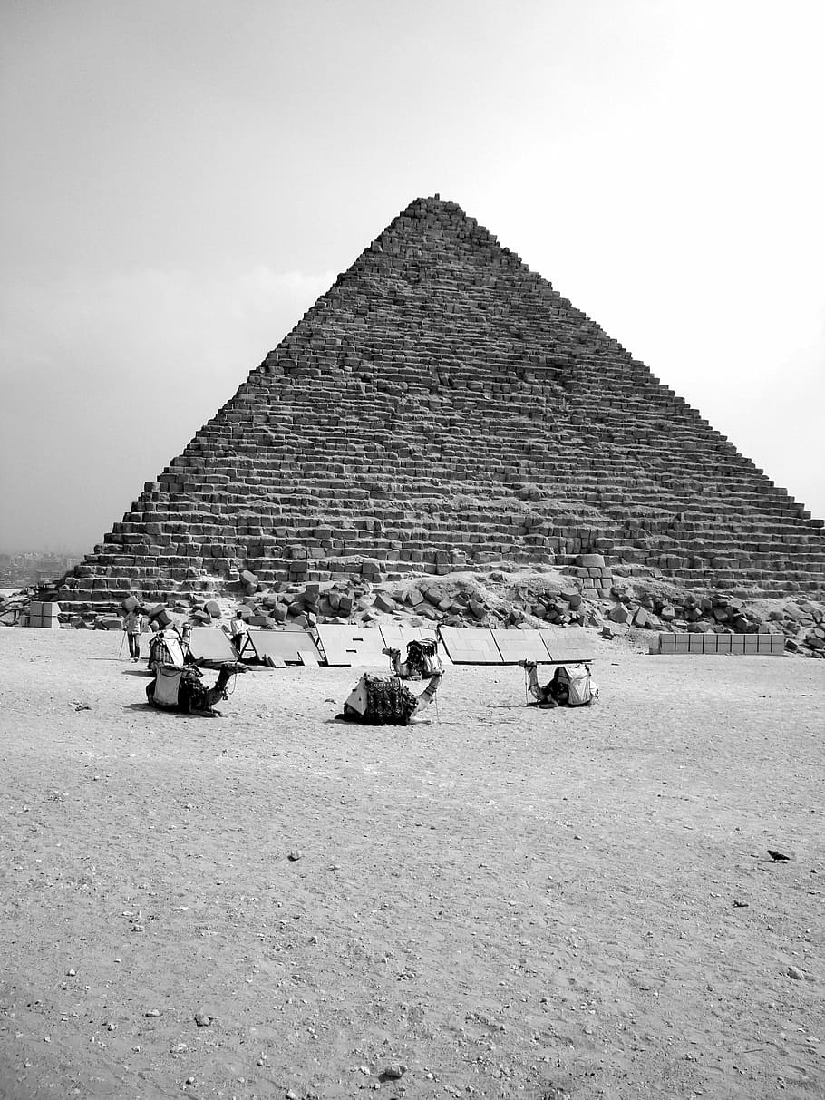 egypt, pyramid, camel, africa, pharaoh, ghizé, giza, black And White, history, old-fashioned