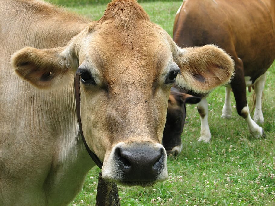 Nature, Cow, Farm, Animal, Dairy, Rural, farm, animal, country, livestock, bovine