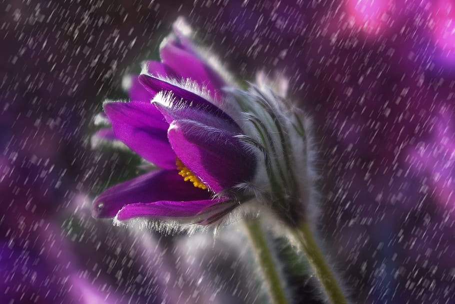 shallow, purple, flower, pasque flower, rain, plant, garden, spring, seeds, nature