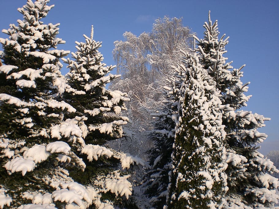 Frost, Winter Magic, invierno, temperatura fría, nieve, pino, árbol, naturaleza, planta, cielo