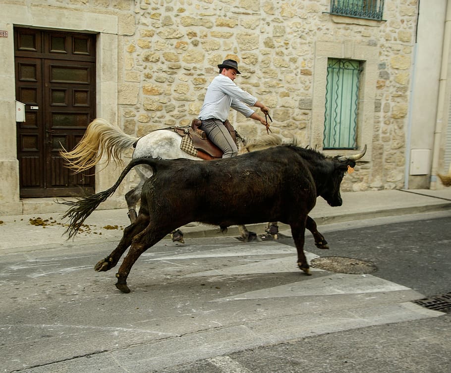 france, camargue, bulls, gardians, village festival, full length, domestic animals, mammal, one person, livestock