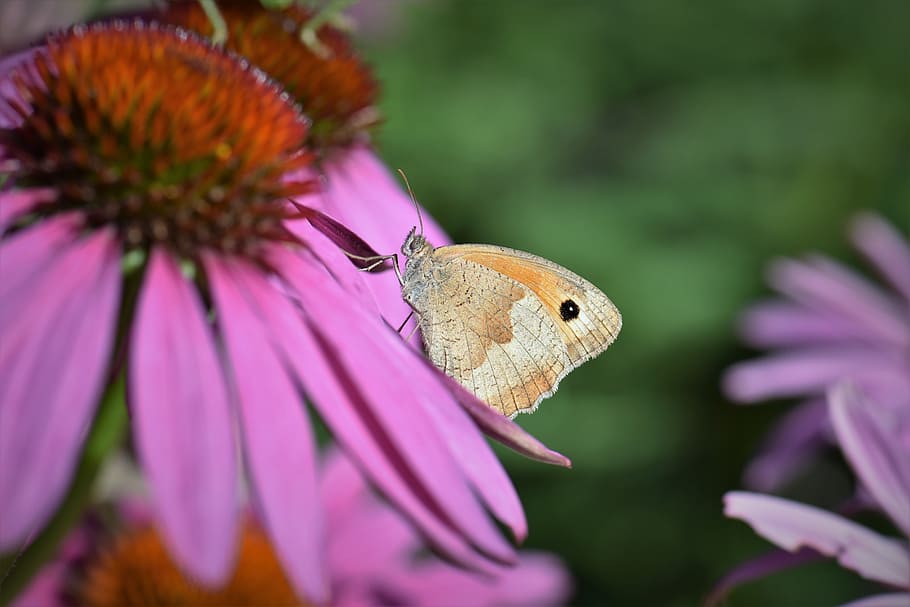 butterfly, animal, insect, nature, echinacea, color, close, colorful, wing, flower