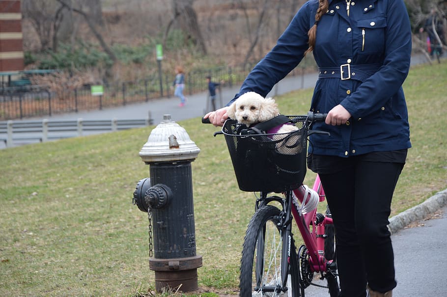 puppy, dog, bike, central park, domestic animals, pet, domestic, pets, mammal, real people
