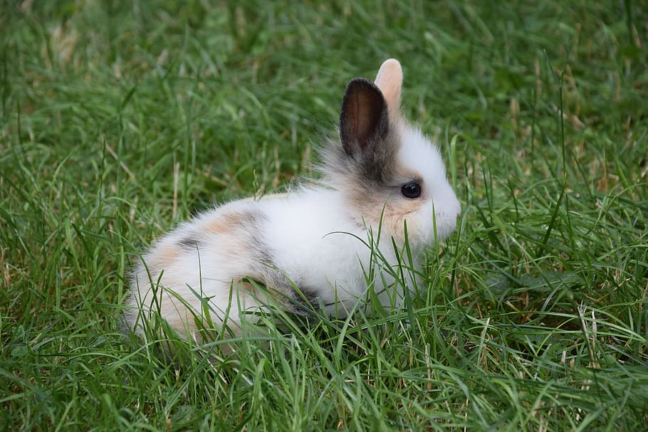 dwarf rabbit, rabbit, hare, cute, dwarf bunny, easter bunny, long eared, ears, easter, rodent