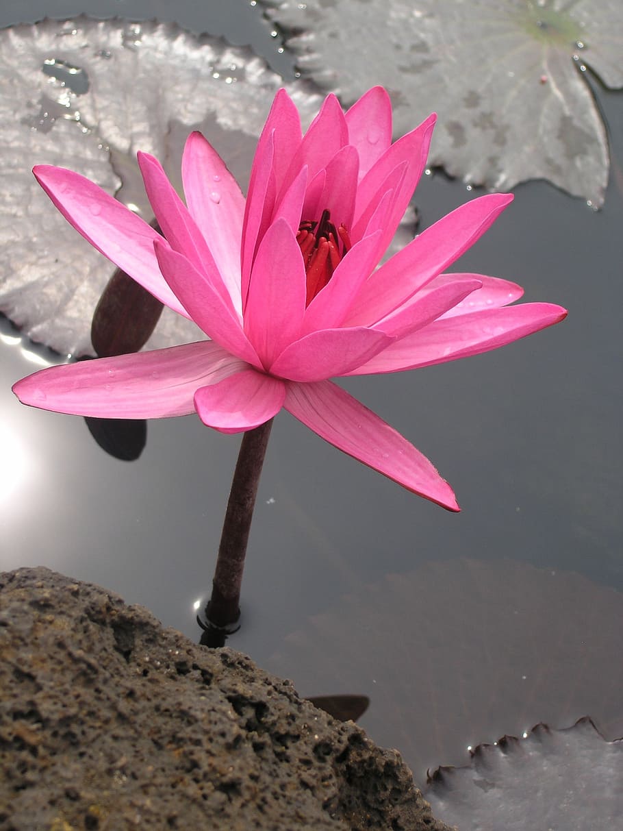 closeup, fotografi, pink, bunga lotus, air, siang hari, lily air, bunga, lily, kolam