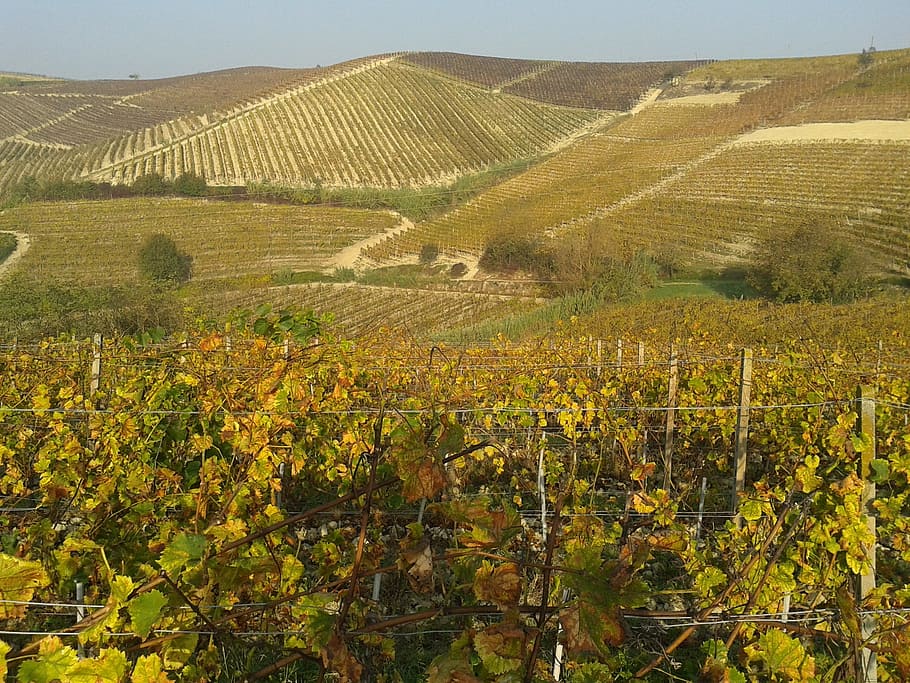 aérea, fotografia, verde, campo vegetal, vinhedos, vinho, Monferrato, Langhe, Piemonte, vintage