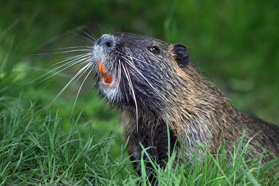 animal, green, grasses, beaver, nature, beaver protection, rodent, beaver damage, water, gnaw