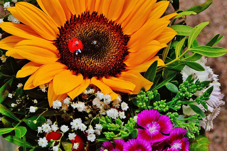 sunflower, white, baby-breath, pink, maiden, flower bouquet, bouquet, sun flower, summer, plant