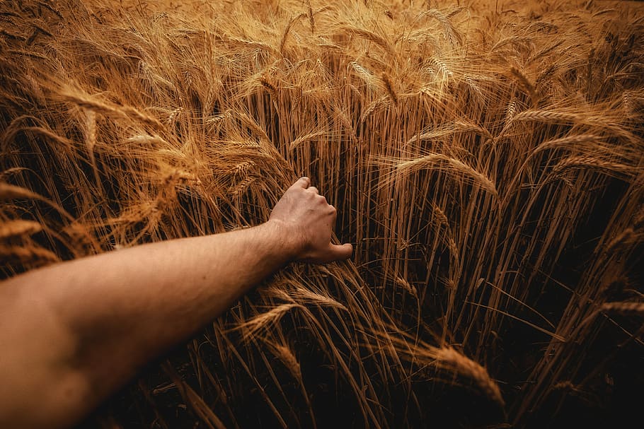 barley, rye, agriculture, collections, grains, nature, field, wheat, the cultivation of, growth