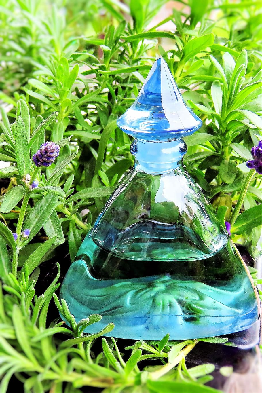 plant, lavender, lavender flowers, lavender oil, medicinal herb, very fragrant, calming, glass bottle, blue, green color