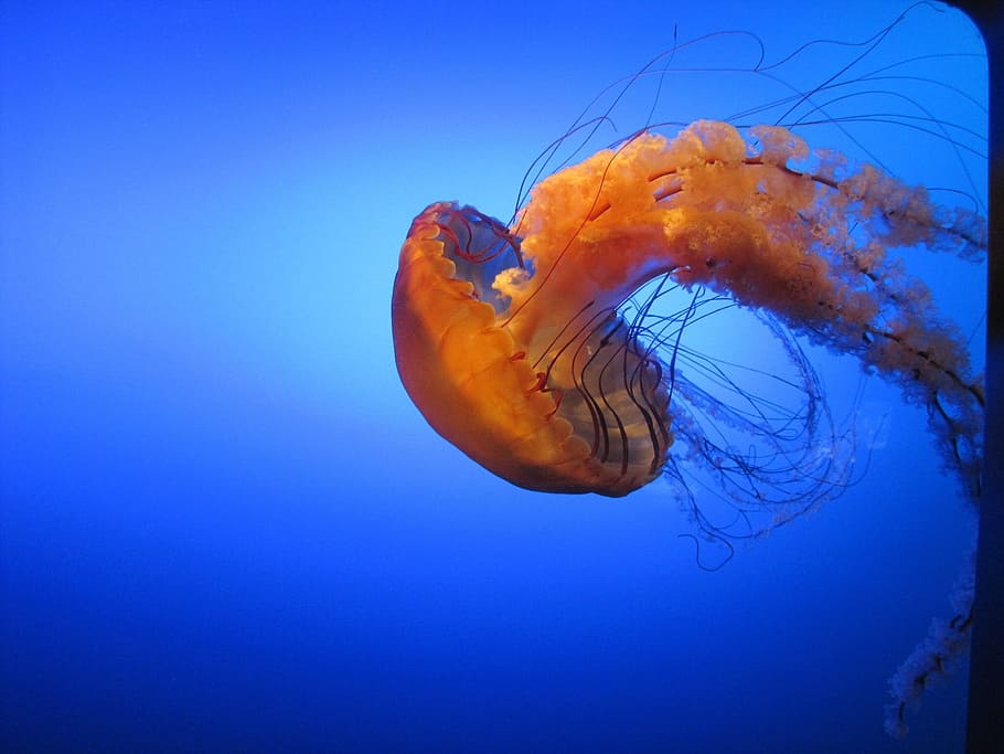 Jelly Fish, Natural, Wildlife, Sea, aquarium, underwater, sea life, jellyfish, swimming, undersea