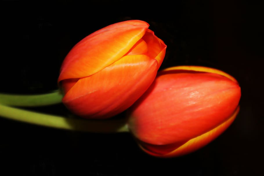 focus photo, two, red, flowers, black, background, painting, oil painting, photo painting, tulips