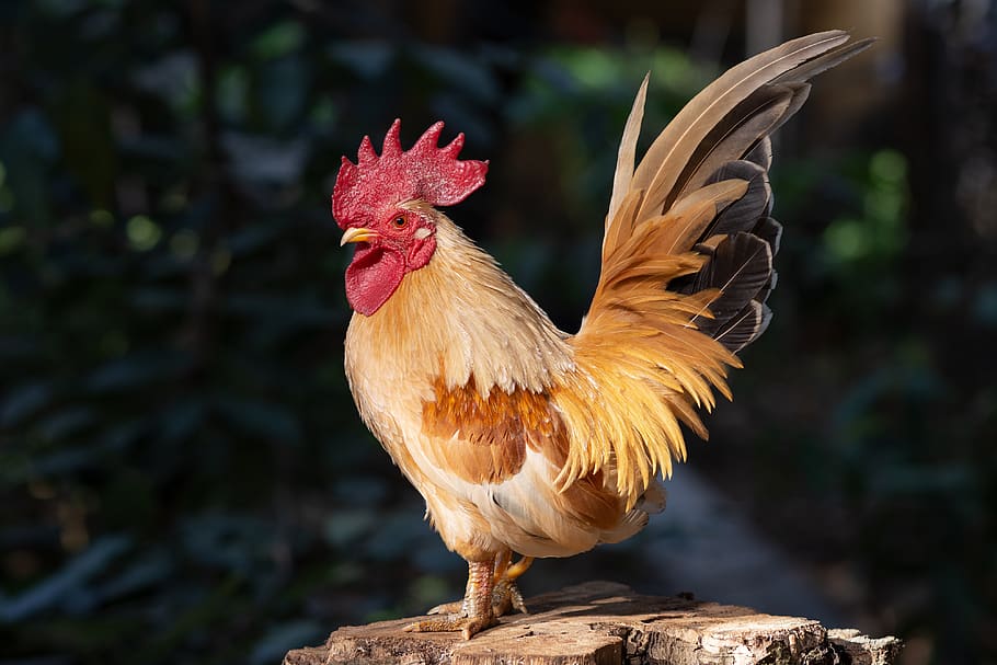 rooster, chicken, animal, hen, cock livestock, wallpaper, texture, animal  themes, bird, chicken - bird | Pxfuel