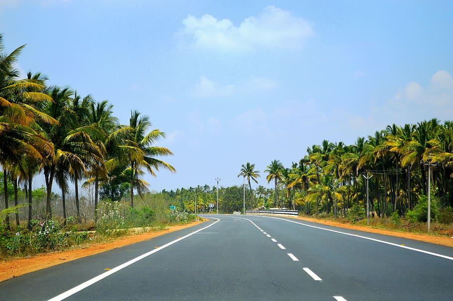 tamilnadu, india, road, travel, hill station, street, tree, plant, direction, transportation