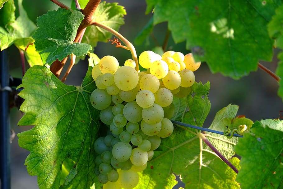 unripe, grapes, tree, white grapes, traubenpergel, wine, fruit, vine, white, sweet