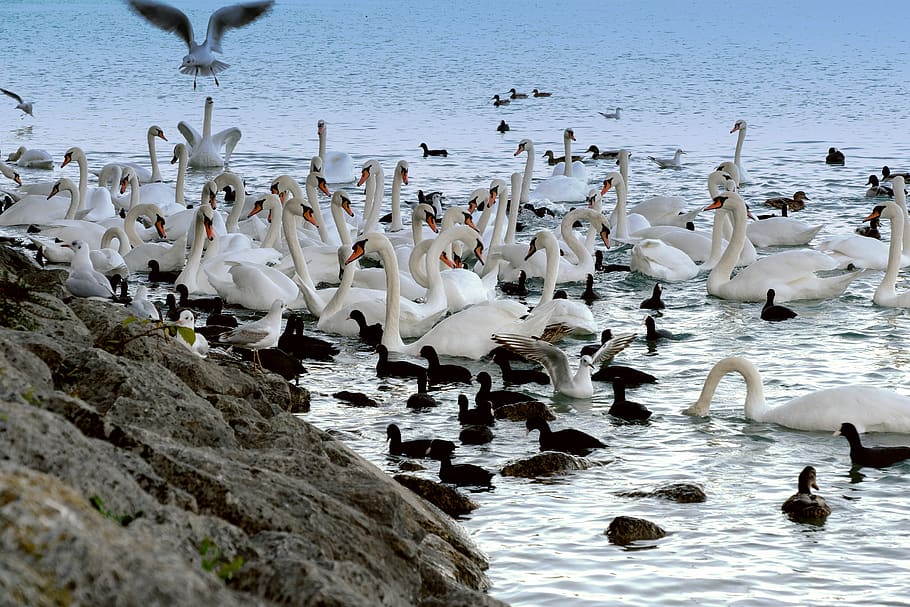 swan, white, animal, group, birds, seagull, waterfowl, friends, animal world, bird