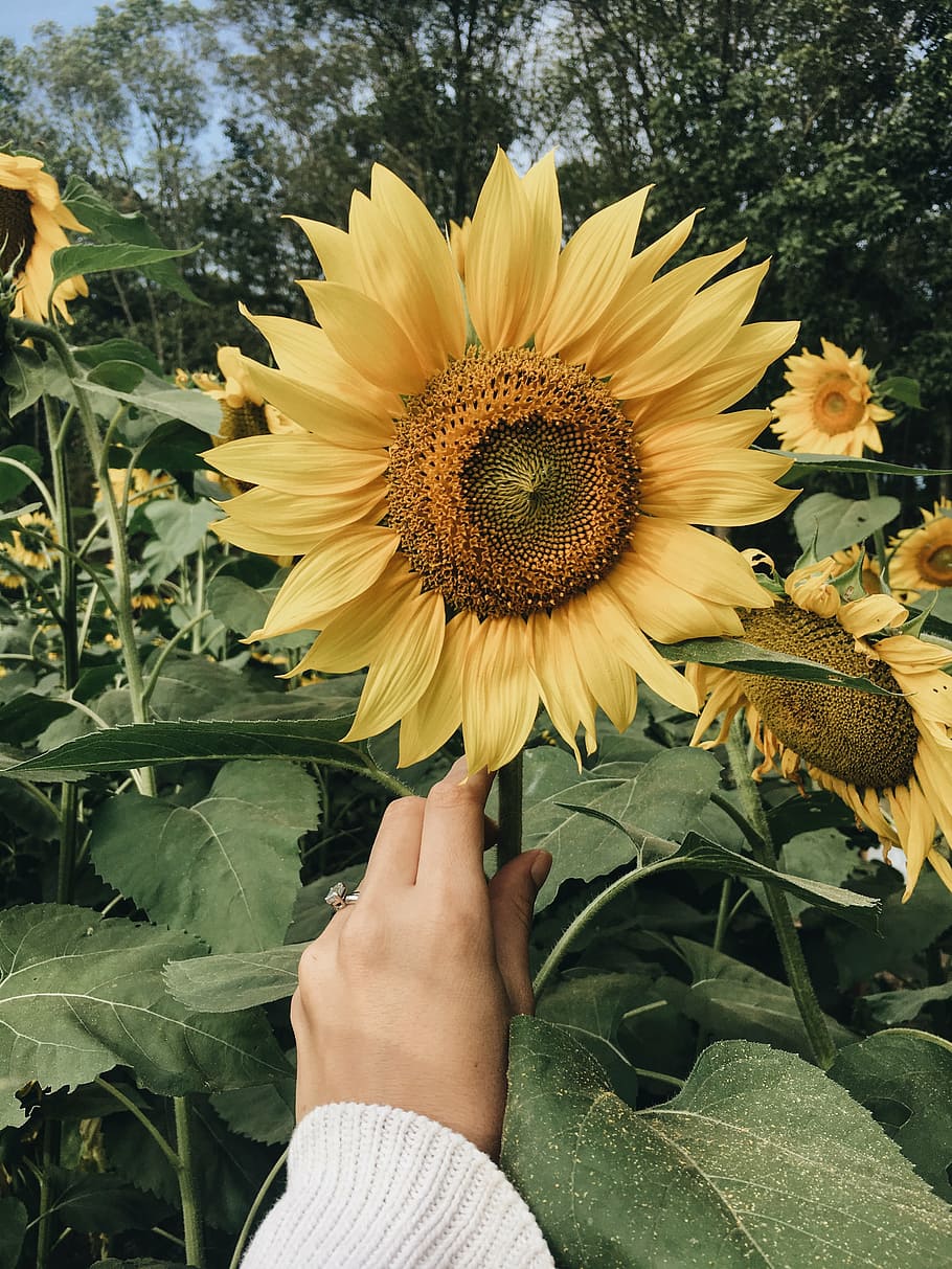 person, holding, sunflower, farm, yellow, petal, field, garden, nature, plant