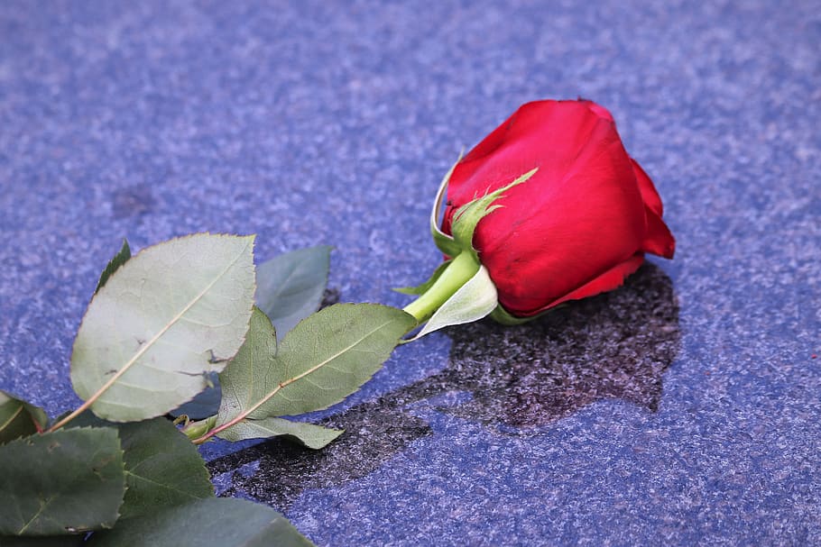 sola rosa roja, mármol negro, símbolo de amor, condolencia, memoria amorosa, tarde, estado de ánimo, lápida, naturaleza, al aire libre