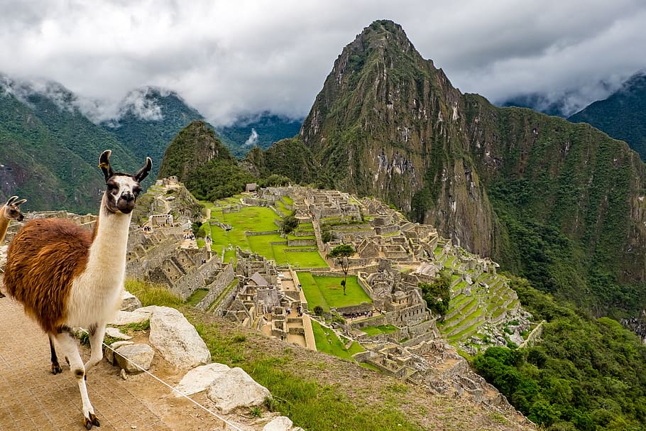 マチュピチュ, ペルー, ラマ, 世界遺産, 風景, 古い遺跡, 動物のテーマ, 古代, 歴史, 山