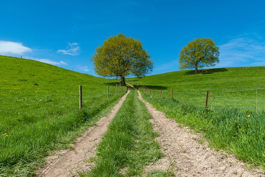 tree, lawn, nature, landscape, wood, outdoor, rural, no person, field, prairie