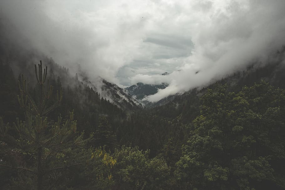 fog, mountain, forest, valley, clouds, mist, nature, outdoors, travel, explore
