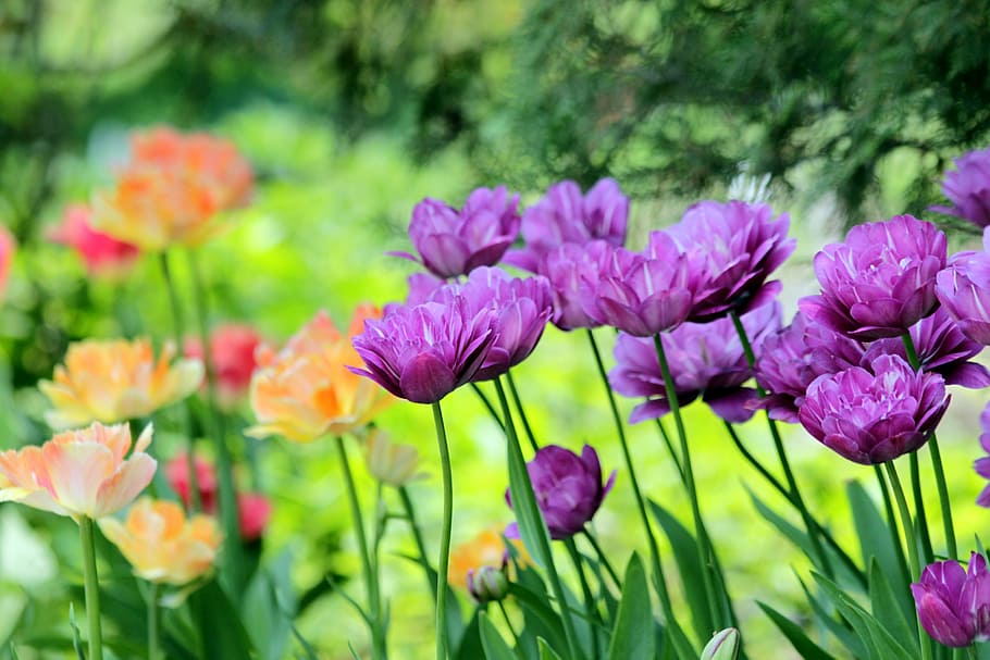 tulipas, flores, primavera, natureza, flor, jardim, parque, cores brilhantes, canteiro de flores, flores da primavera