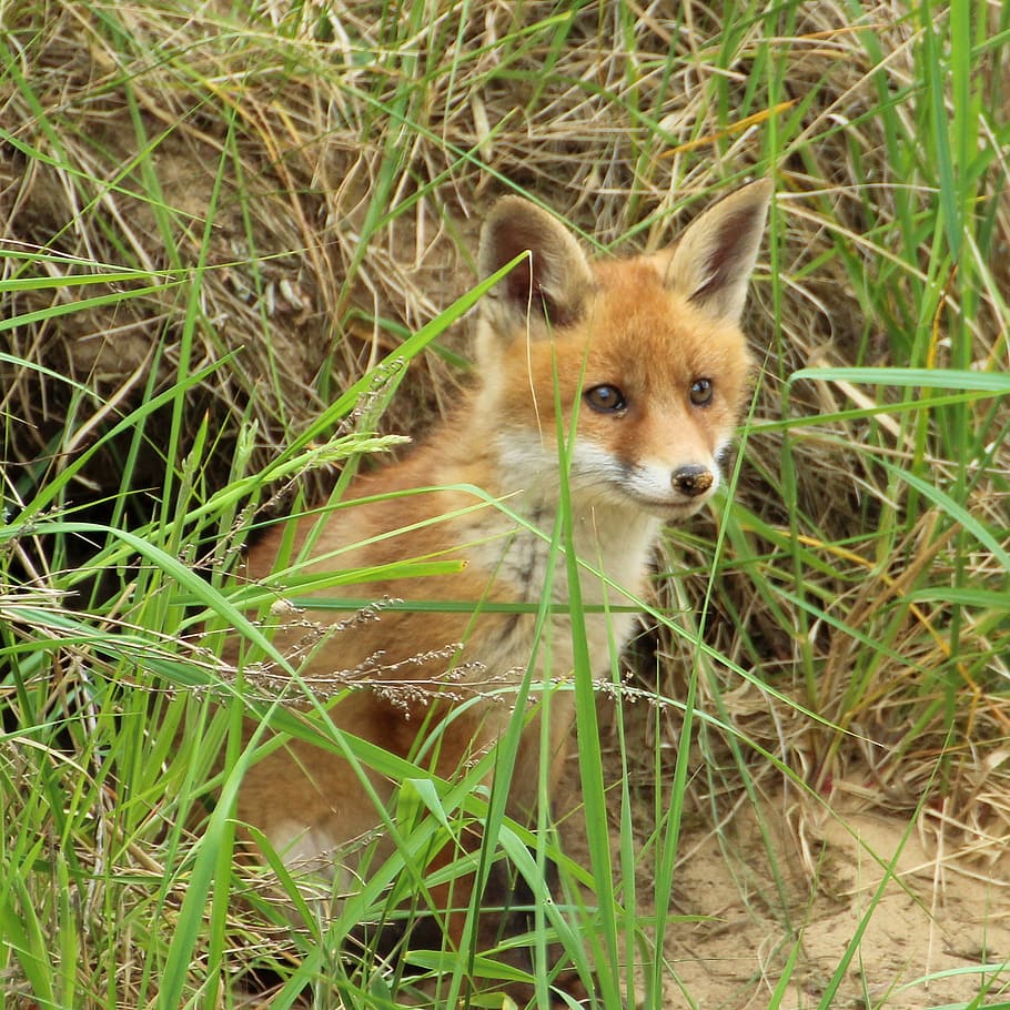 coyote, middle, grass field, daytime, grass, field, young fox, fox puppy, fuchsbau, curious