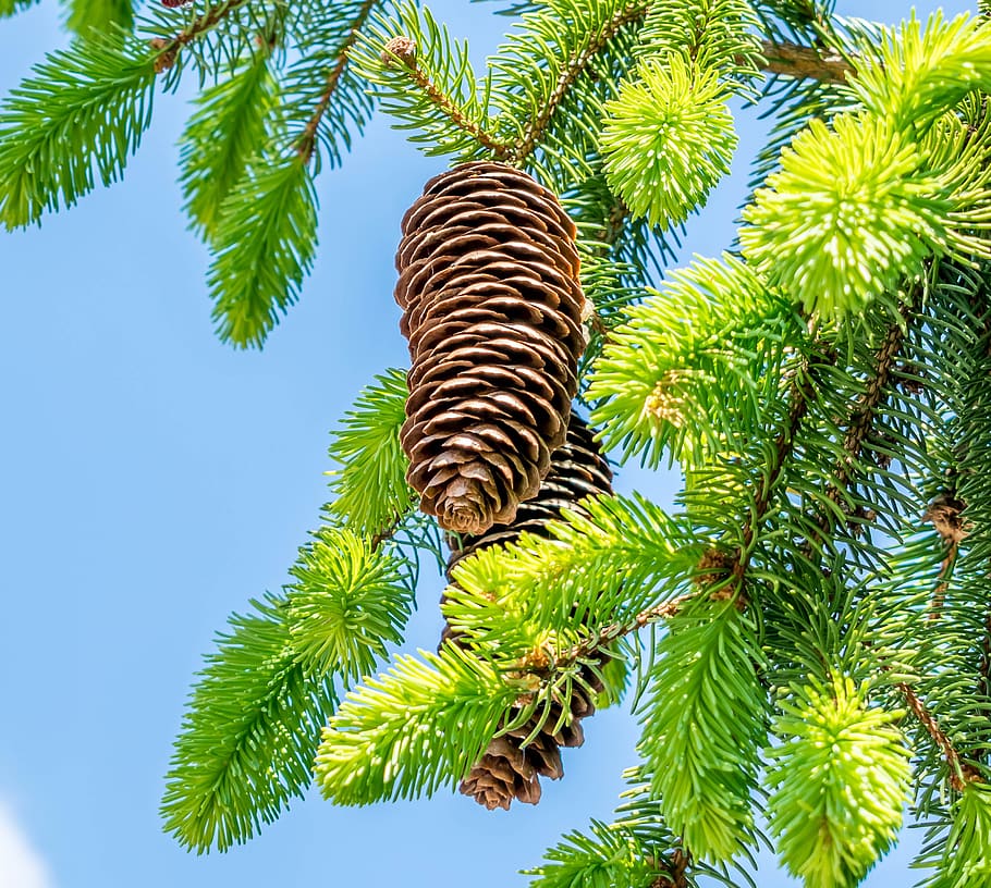 pine cones, fir tree, tree, nature, tannenzweig, needles, evergreen, decoration, softwood, cone scales