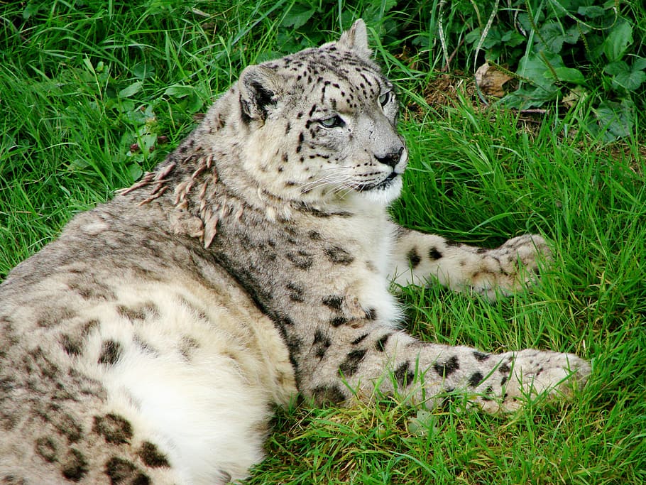 snow leopard, reclining staring, ground, looking, feline, big, cat, animal, wildlife, predator