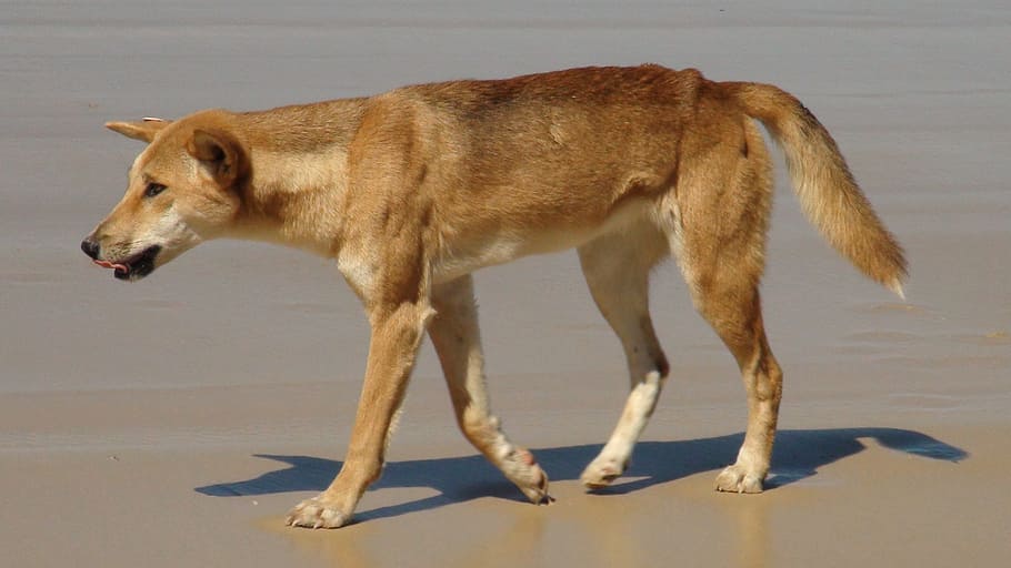 Dingo, Australia, Fraser Island, one animal, mammal, animal wildlife, side view, animal themes, animals in the wild, vertebrate
